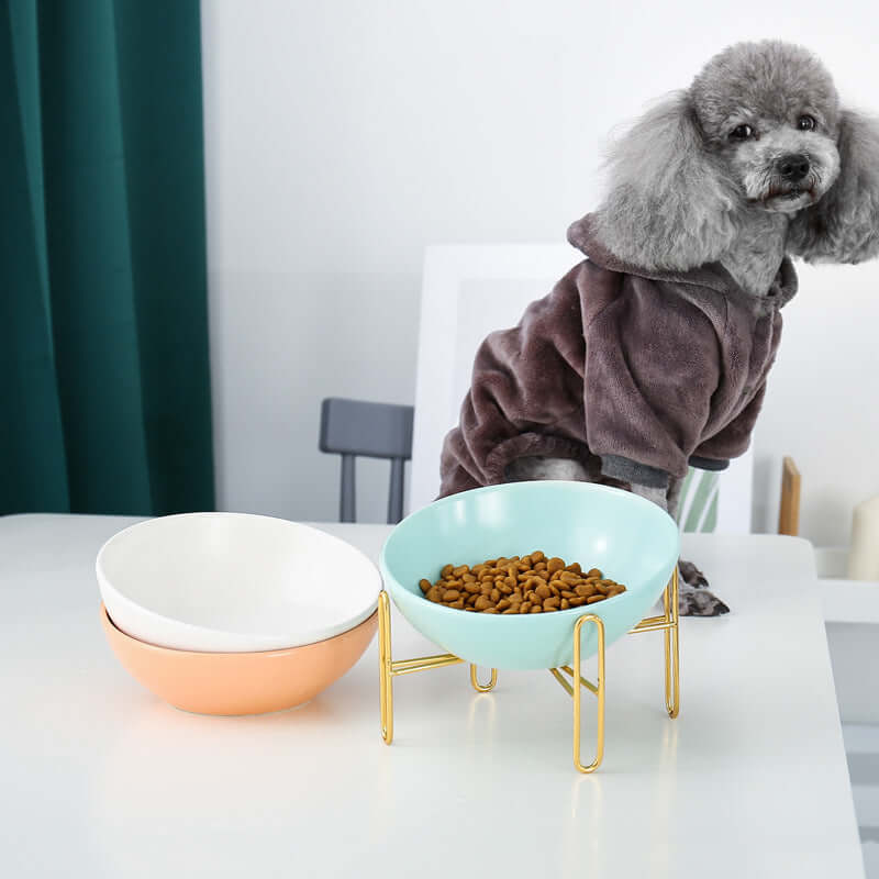 Pet Bowls displayed on a table with a dog nearby, featuring ceramic bowls in various colors and styles.